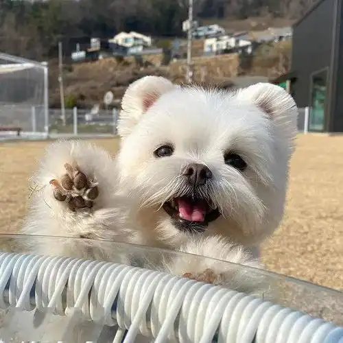 前方可爱小狗正在和你打招呼!