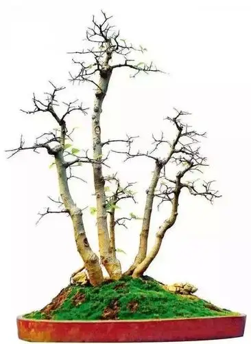 鬼斧神工赏盆景五丛林式盆景