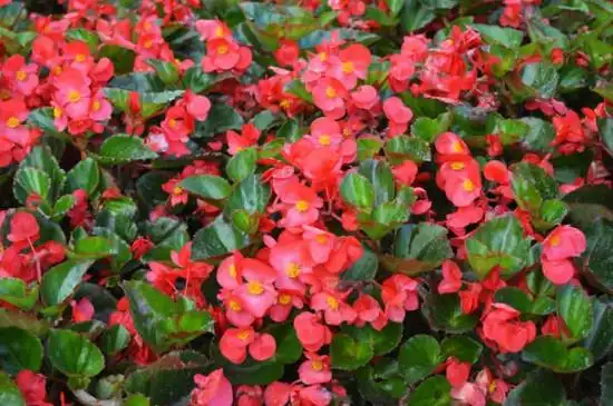 秋海棠叶有什么寓意(秋海棠花的寓意和象征)_植物知识网