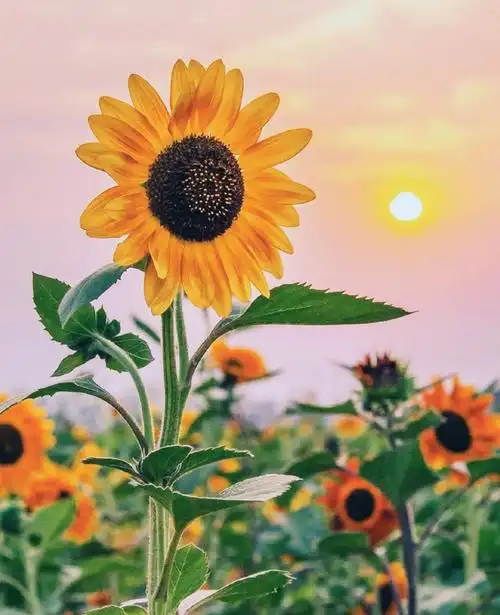 像向日葵一样永远向着太阳朝气蓬勃