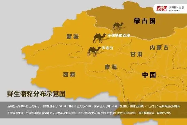 寻找中国最后的野骆驼