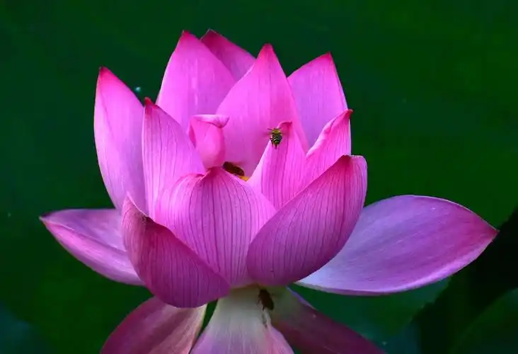 山水w的美篇《荷花飘香》