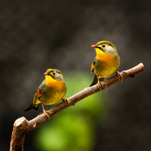 137《中国光影名人堂》花鸟-生态类摄影作品周刊