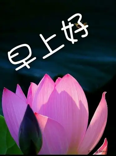 荷韵__早上好系列