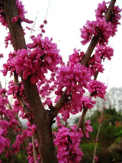 心形叶子开红花的树是什么