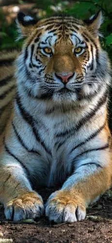 老虎正面图,脸,爪子,野生动物 iphone 壁纸