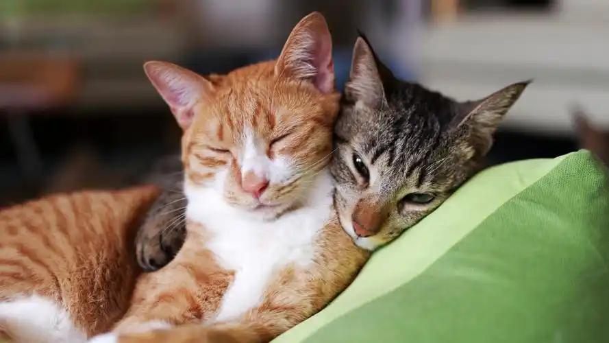 亲,起床了上班要迟到了,两只猫,睡觉,萌,可爱动物图片壁纸