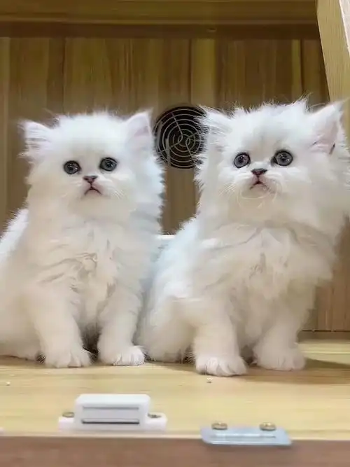 宠物最可爱的样子#可可爱爱的一对小猫咪