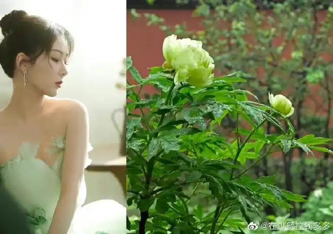 杨紫绿色抹胸纱裙