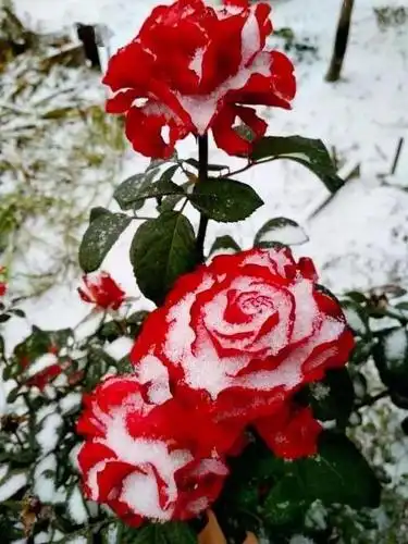 雪中花冬天里的一抹亮色惊艳