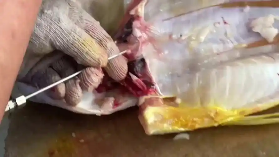 看广东大厨是这样给鱼放血的看着就专业长见识了