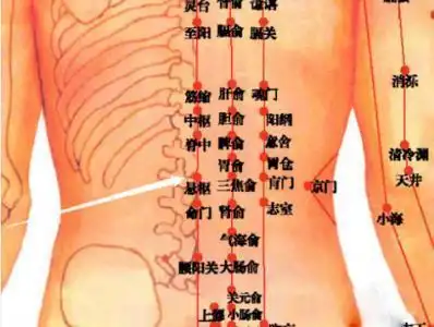 中医治疗疲劳健忘的穴位——志室穴