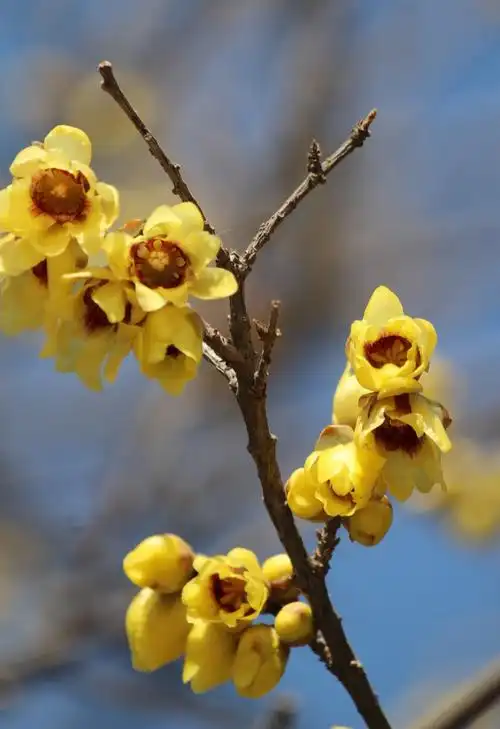 腊梅白梅花枝俏