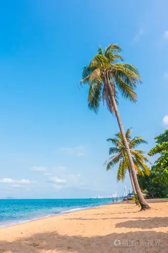 椰子树热带海滩上