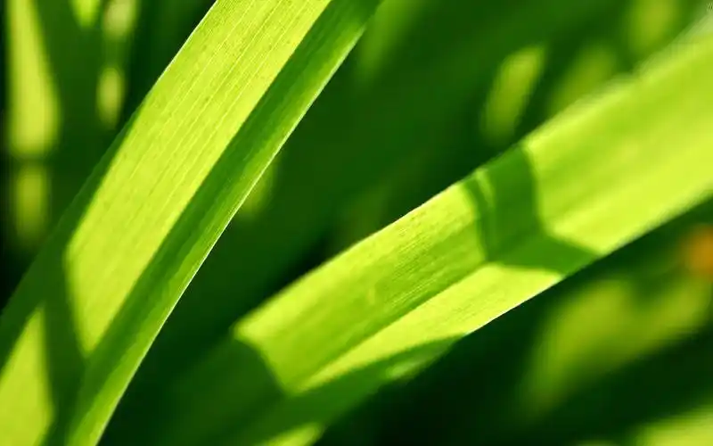 清新绿色护眼植物桌面壁纸下载