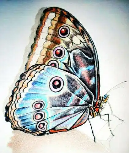 漂亮的彩铅画作品,适合临摹学习!