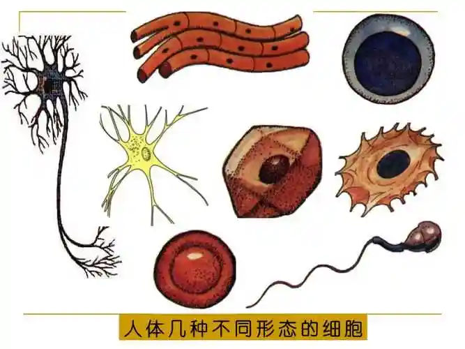 七年级生物细胞基本结构与功能ppt下载