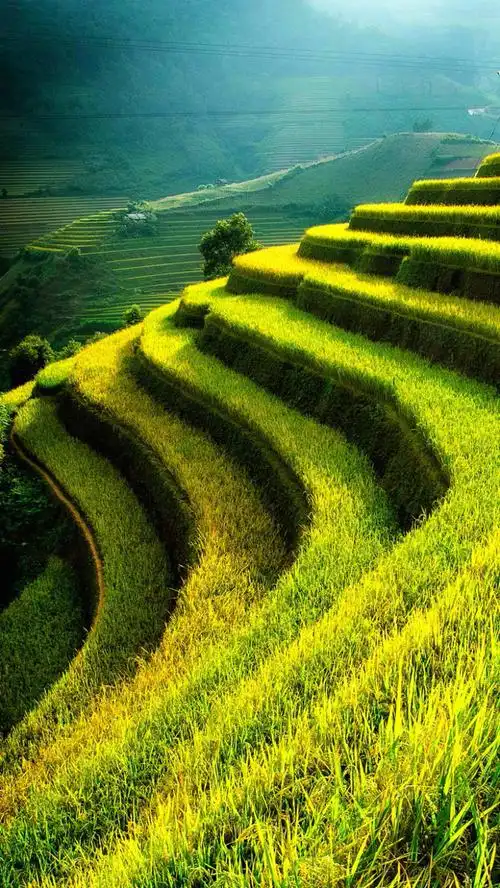 关键词 : 风景,梯田背景,梯田,山庄,唯美,植物,绿色,护眼,h5背景,简约