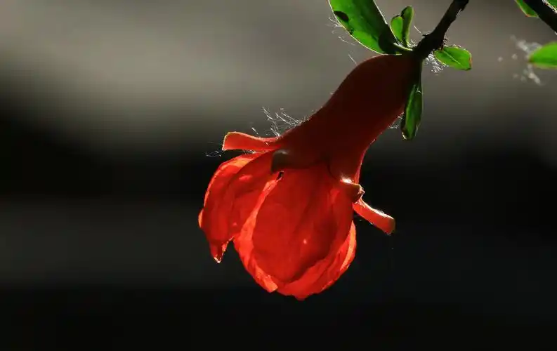 五月榴花红似火,2020.5.12