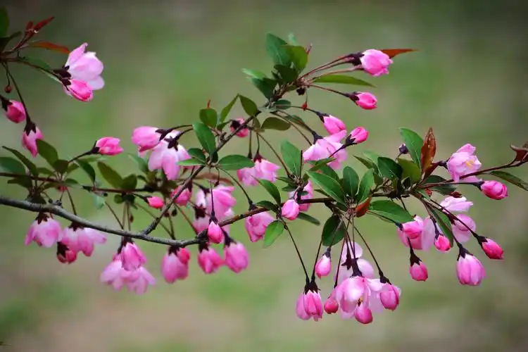 垂丝海棠,怕日嫌风不自持