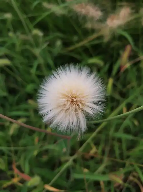 请教一下这个像蒲公英的植物