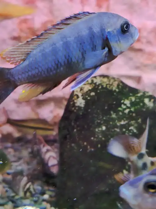 闪电王子太能生了