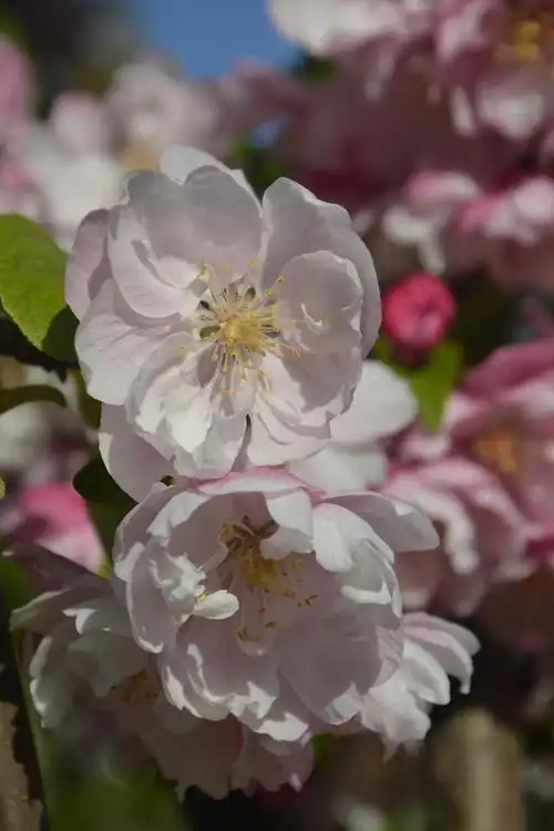 一个人去植物园看海棠期间的胡思乱想