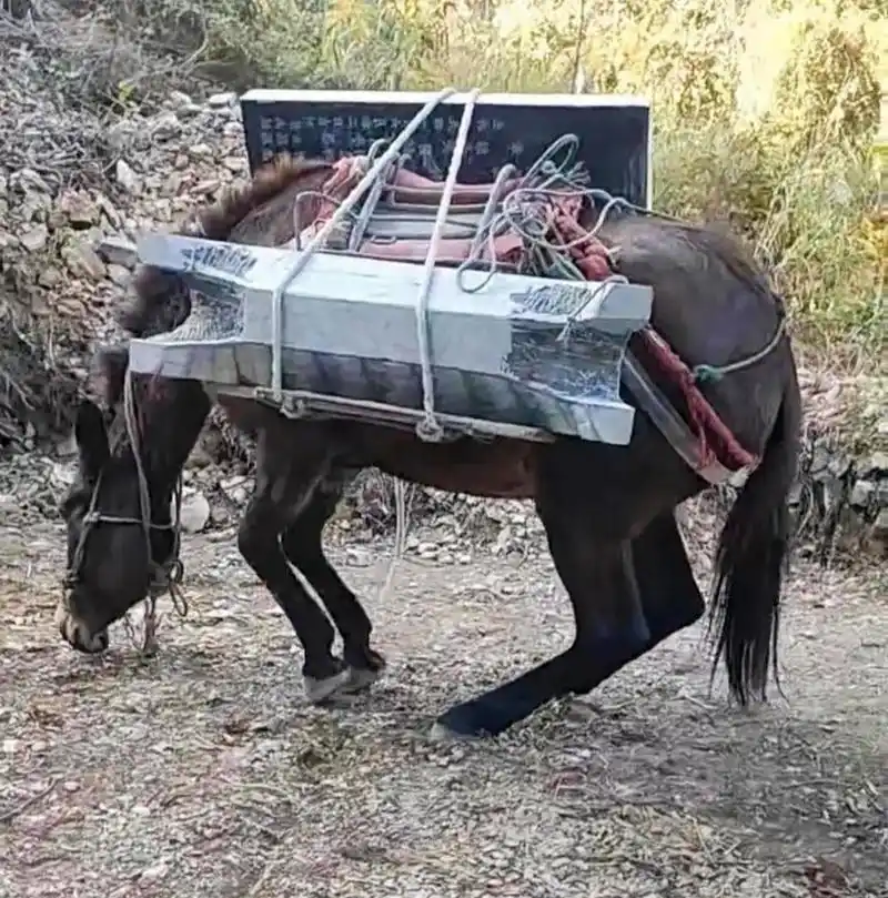 要报恩的人都说下辈子做牛做马来报答,可见做牛做马是多可怜的.