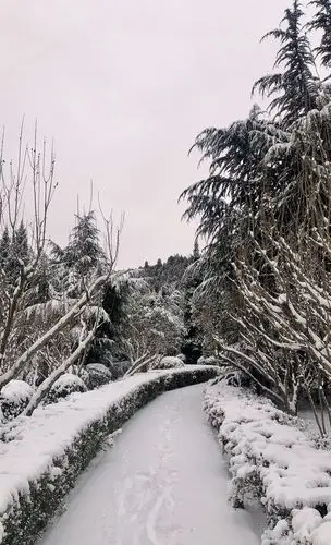 泉城飘雪添美景