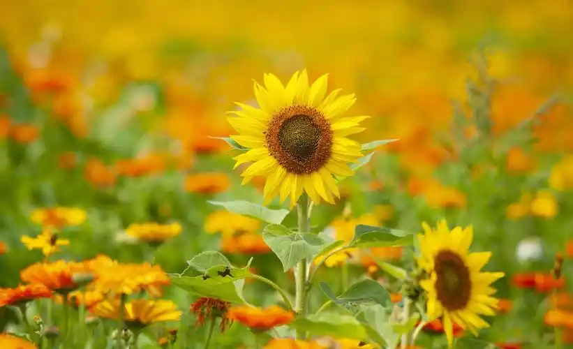 伊丹镇中心校幼儿园"童心共筑中国梦"庆六一文艺汇演暨亲子活动精彩