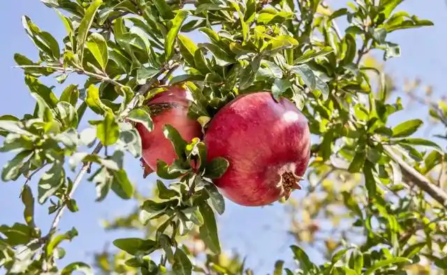 花艳果大的石榴,养护做好4点,开花多,结果多,好看又好吃