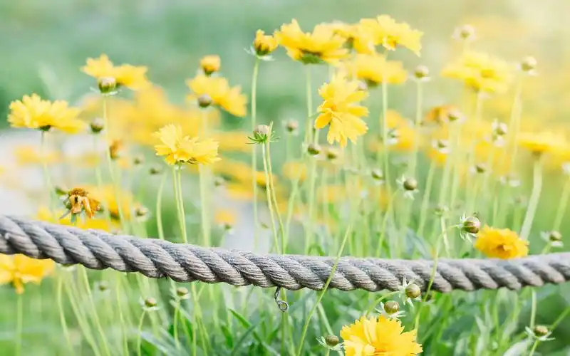 唯美意境,小清新,植物图片,风景,唯美,小清新,花卉,植物,风景,静物