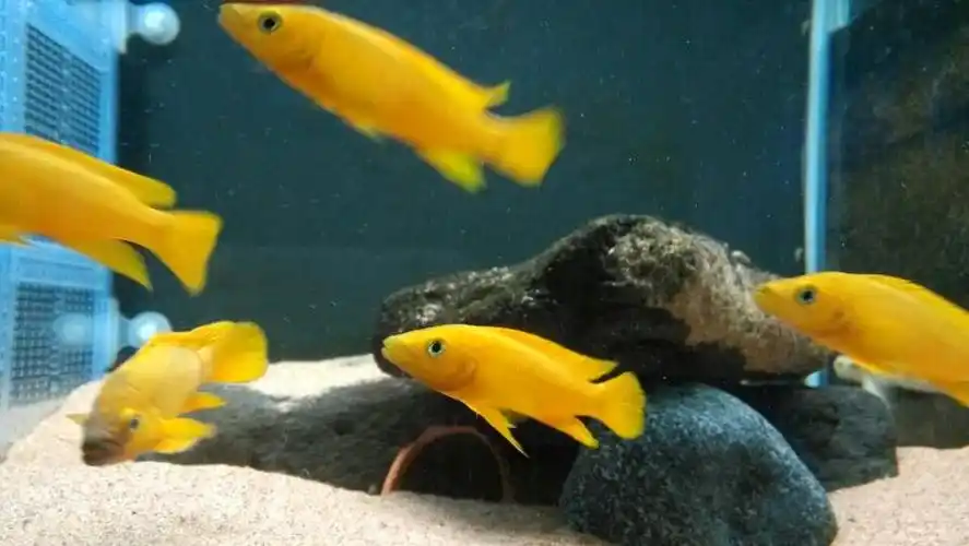 三湖慈鲷坦鲷天堂鸟天堂鸟也有不同的地域型那当然我来自铁姆博你呢