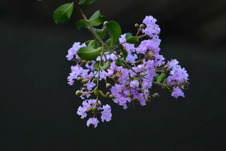 今日立秋暑去凉来紫薇花开