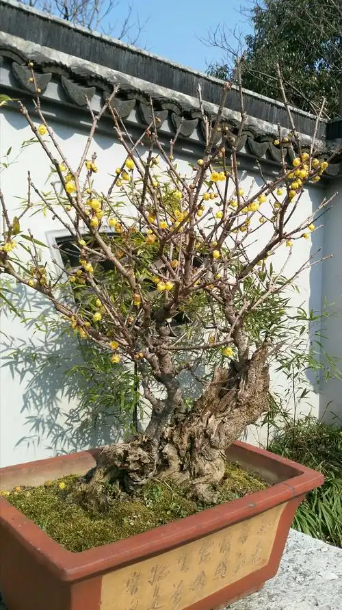 梅花与腊梅艺术盆景