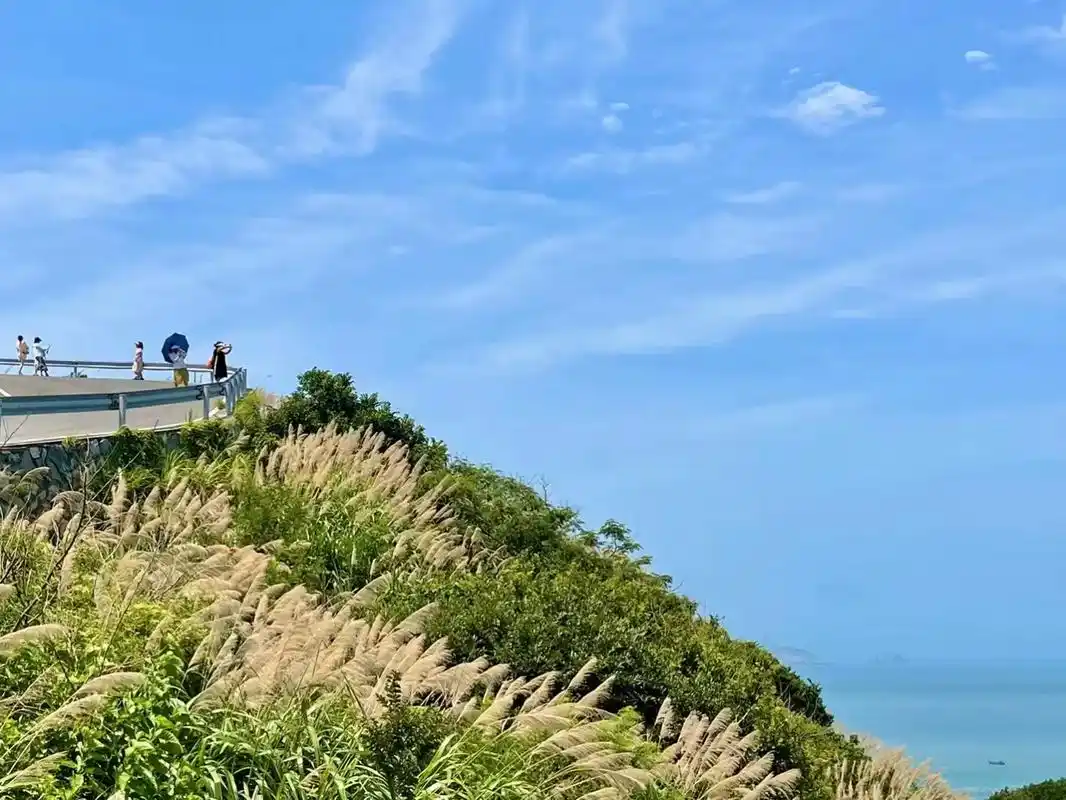 张老师镜头里的花鸟岛