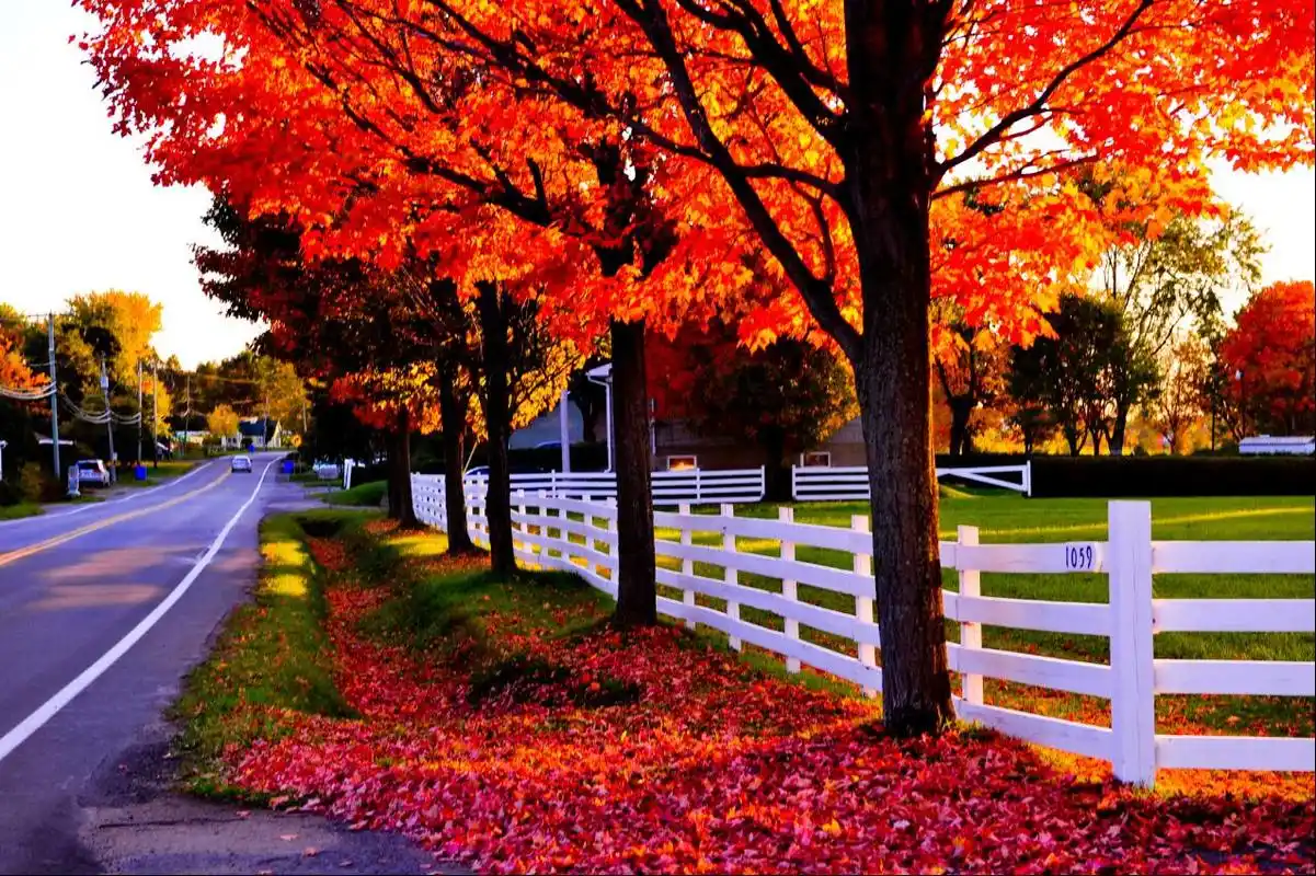 立委兄加拿大东部枫叶游1011