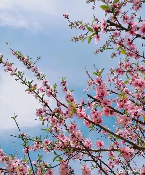 记得小时候,家门前一株桃树,每到春天,桃花开得特别艳,这是童年对春天