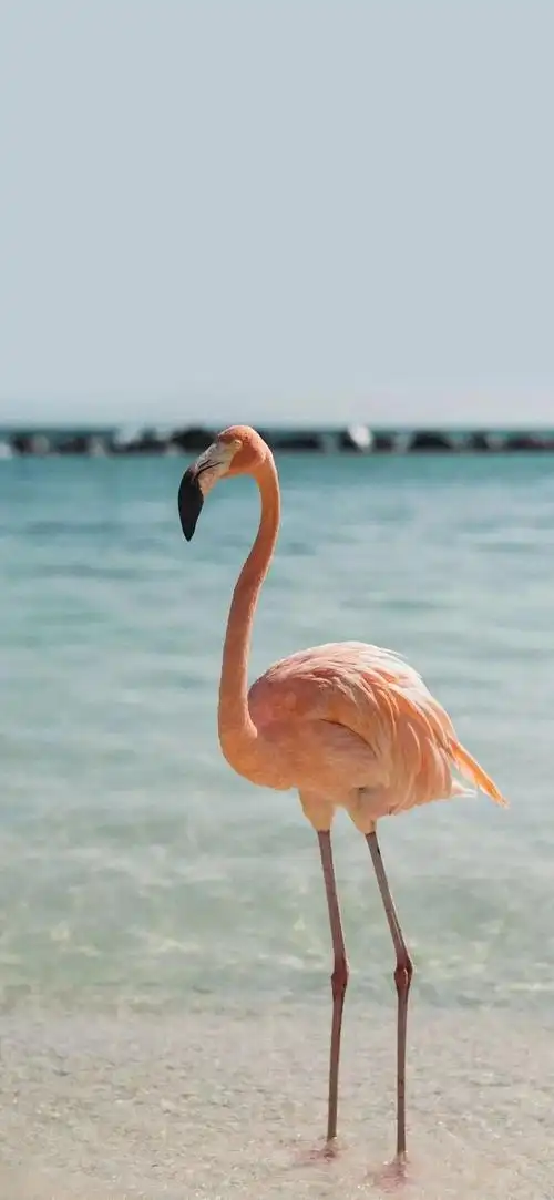 3月9号热门壁纸下次见你只笑风月不动情