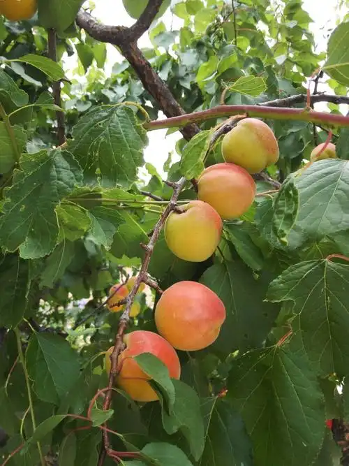 门口的大杏梅每年能卖二三百块钱.