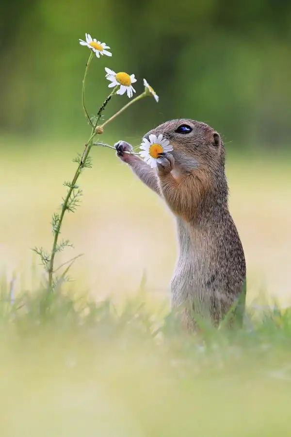 小小采花贼 动物壁纸无水印,点赞好运@壁纸iphone无水印@情侣头像无