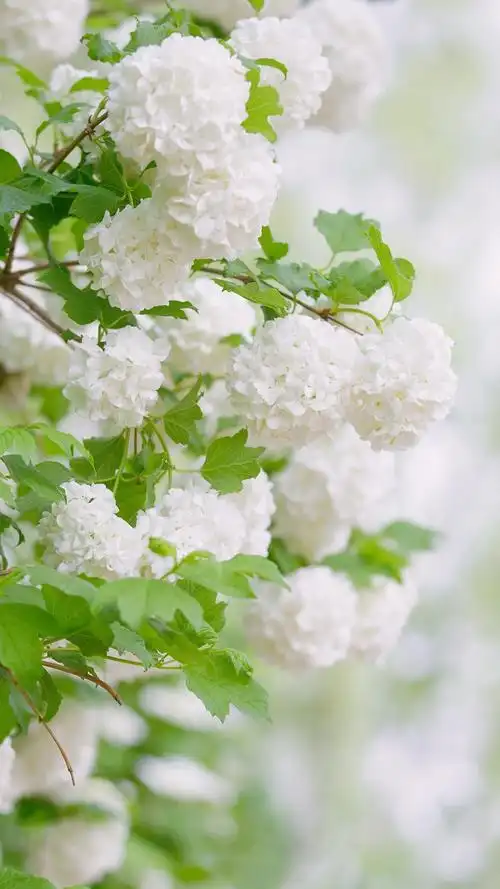 清新素雅的绣球花