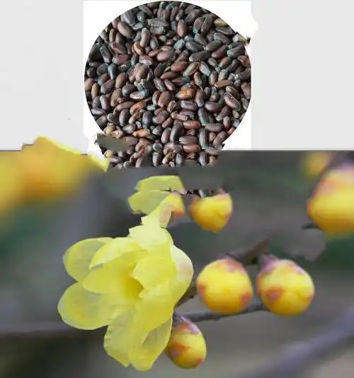 冬季观赏树种子腊梅梅花种子冬季观花树
