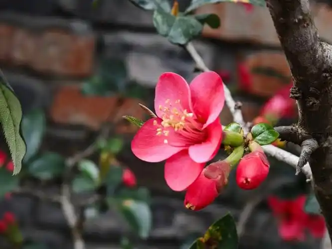 春节摄影大赛##春节休闲去哪玩##小米徕卡影像大赛##不止旅行