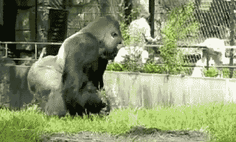 猩猩扔东西跑开搞笑gif动图_动态图_表情包下载_soogif