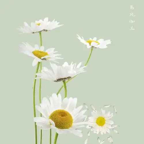 小清新微信头像