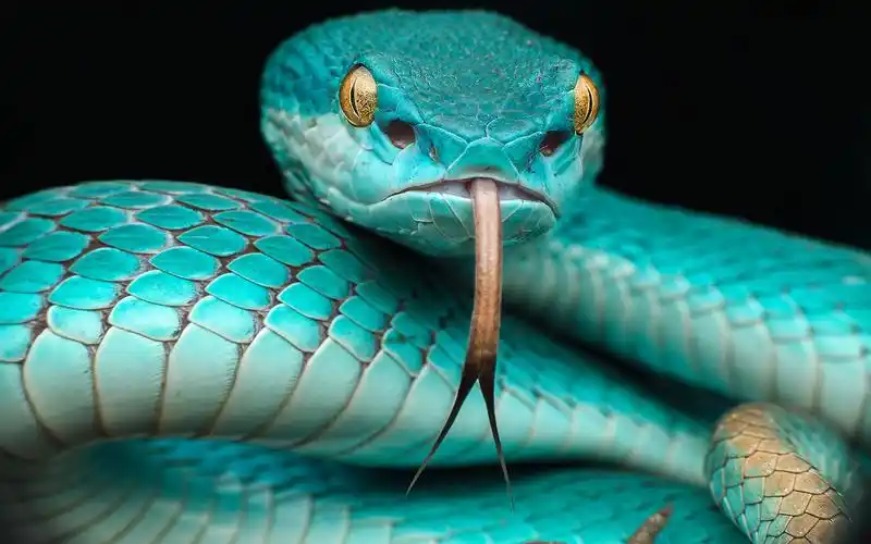 albolabris insularis reptile japanese blue poison snake in