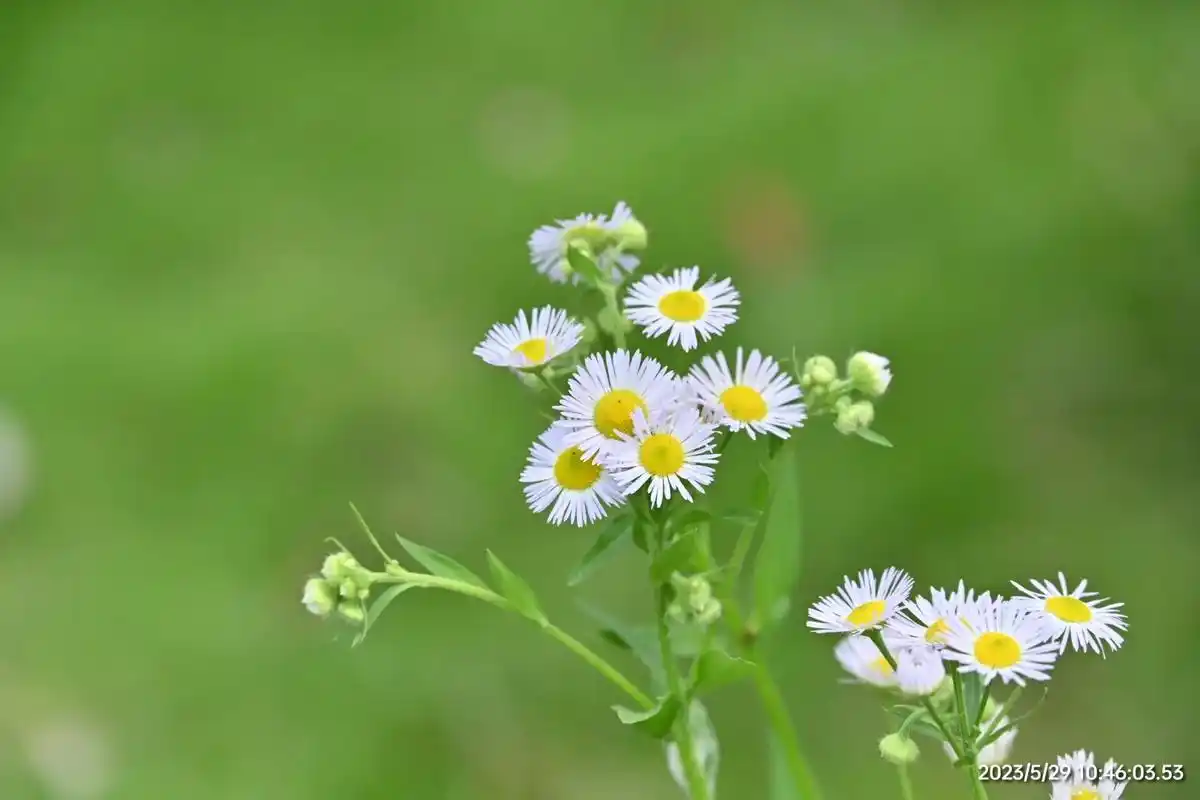 一年蓬开的小白花色彩鲜艳清香淡雅靓丽唯美