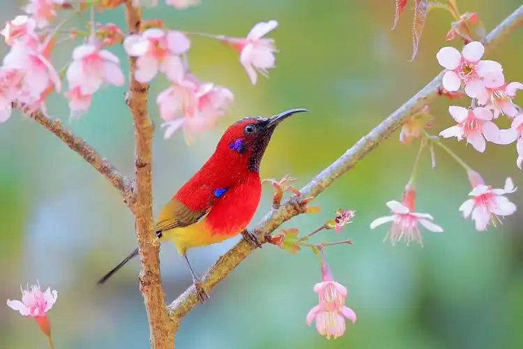 (花冠皱盔犀鸟) 七彩云南之滇西南拍鸟记(攻略更新完毕前置第一页)
