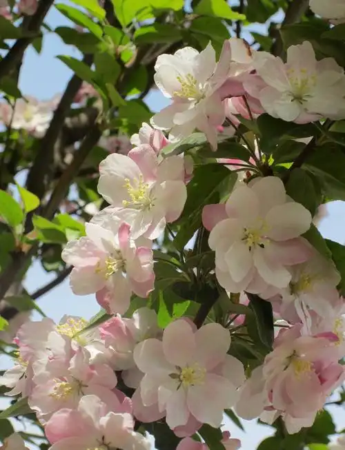 6种吉祥树,都有长寿命,高档寓意好,适合养在家里